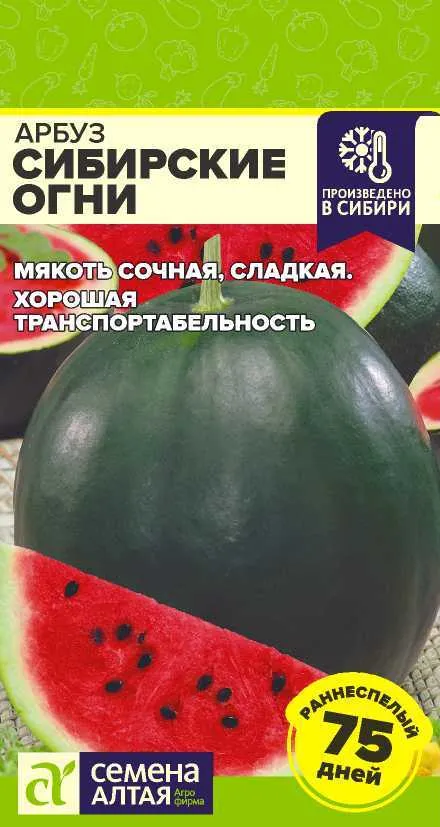 Арбуз Сибирские Огни