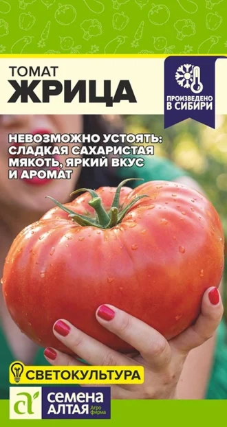 Томат Жрица фото