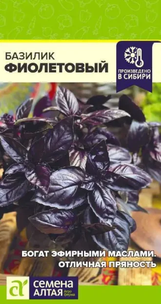 Базилик Фиолетовый ФОТО