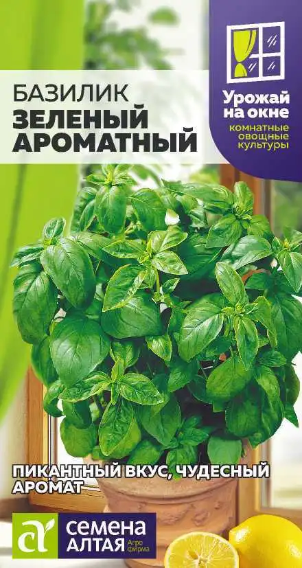 Базилик Зеленый Комнатный Семена Алтая