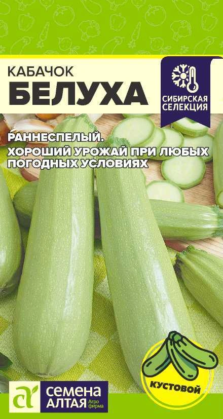 Кабачок Белуха ФОТО