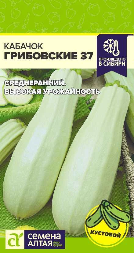 Кабачок Грибовские-37 ФОТО
