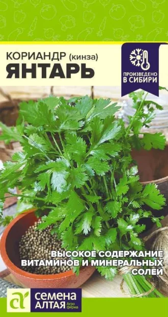Кориандр Янтарь фото