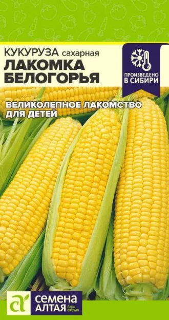 Кукуруза Лакомка Белогорья фото