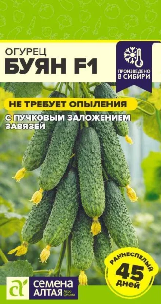 Огурец Буян F1 ФОТО