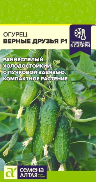 Огурец Верные Друзья F1 ФОТО