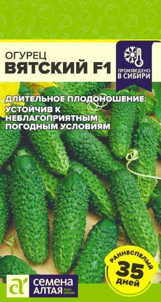 Огурец Вятский F1 ФОТО