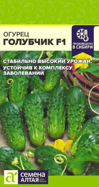 Огурец Голубчик F1 ФОТО