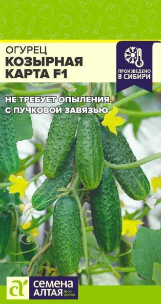 Огурец Козырная Карта F1 ФОТО
