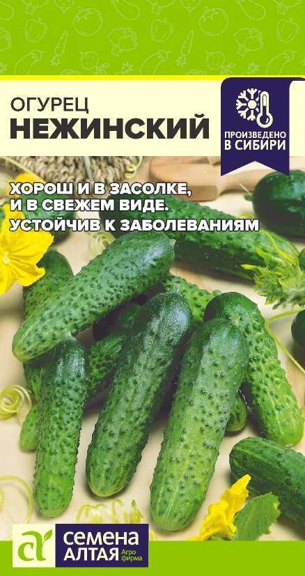 Огурец Нежинский ФОТО