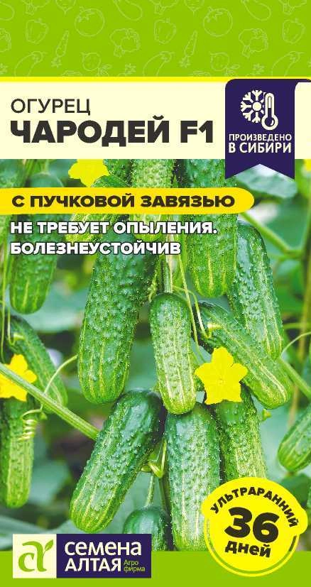 Огурец Чародей F1 ФОТО