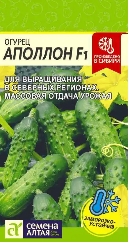 Огурец Аполлон F1 Семена Алтая