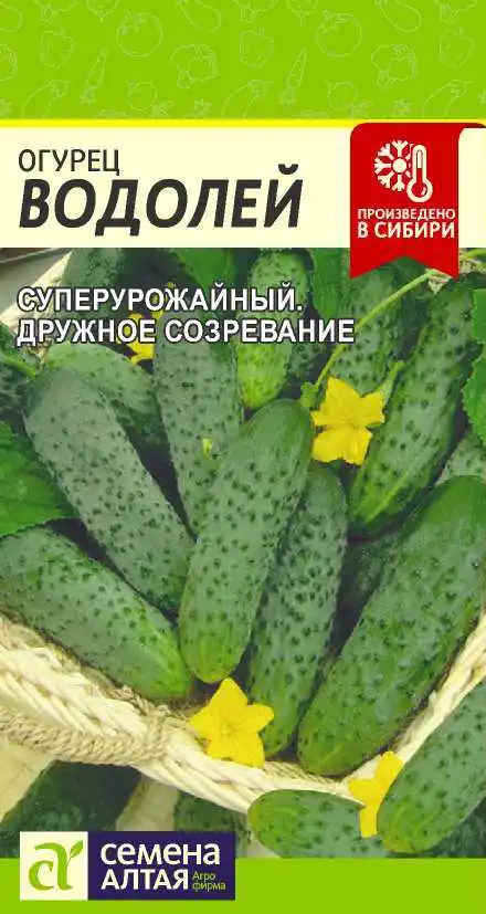 Огурец Водолей Семена Алтая