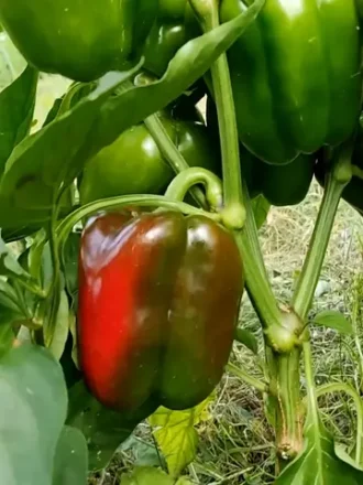 Перец Калифорнийское Чудо Красное отзывы