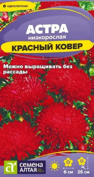 Астра Красный Ковер фото