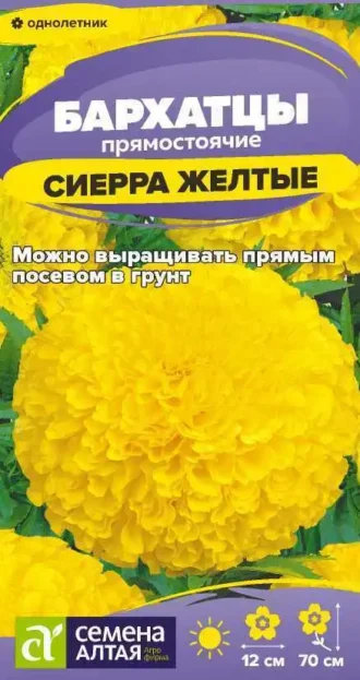 Бархатцы Сиерра Желтые фото