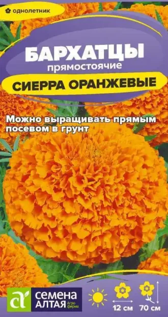 Бархатцы Сиерра Оранжевые фото