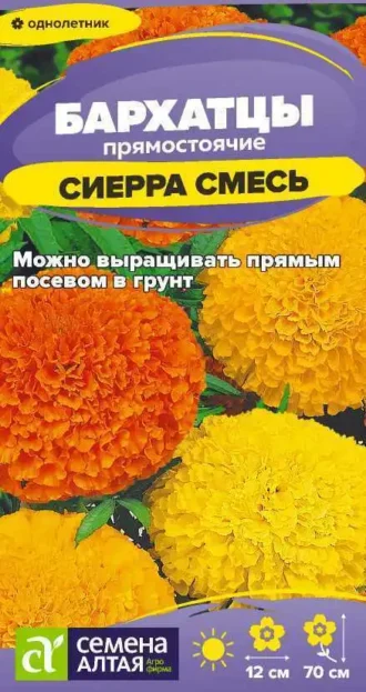 Бархатцы Сиерра Смесь фото