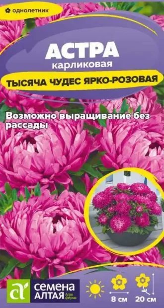 Астра Тысяча Чудес Ярко-Розовая