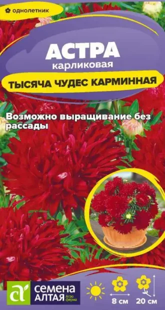 Астра Тысяча Чудес Карминная фото