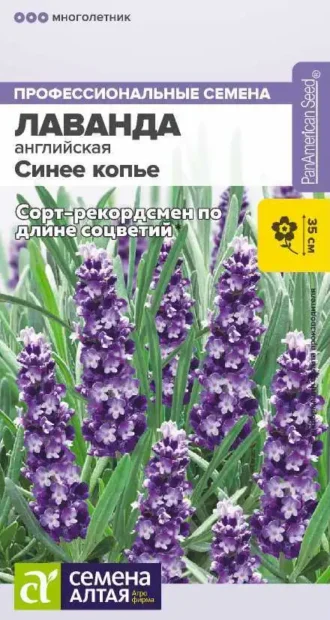 Лаванда Синее Копье Семена Алтая
