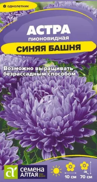 Астра Синяя Башня фото