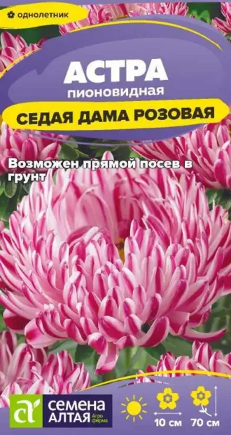 Астра Седая Дама Розовая