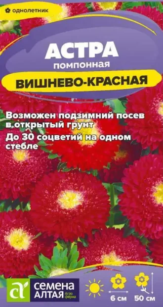 Астра Помпонная Вишнево-Красная фото