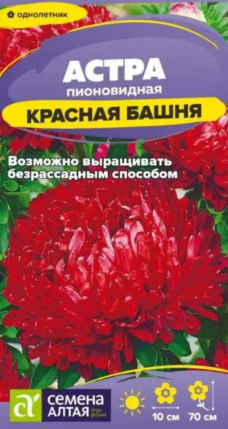 Астра Красная Башня фото
