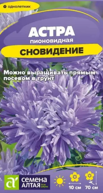 Астра Сновидение фото