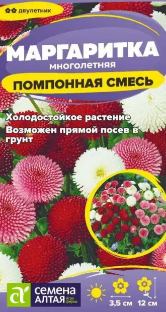 Маргаритка Помпонная фото