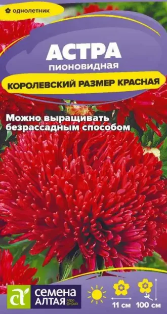Астра Королевский Размер Красная фото