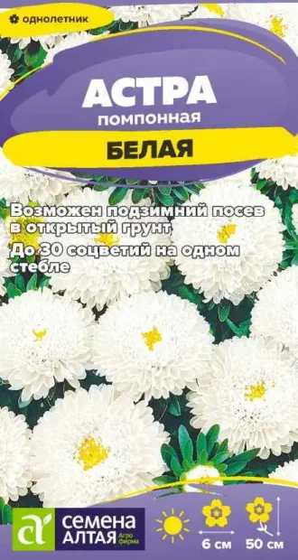 Астра Помпонная Белая фото
