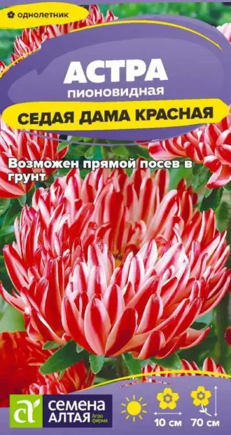 Астра Седая Дама Красная фото