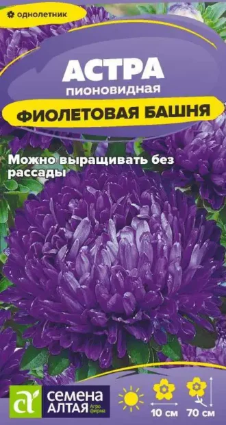 Астра Фиолетовая Башня фото