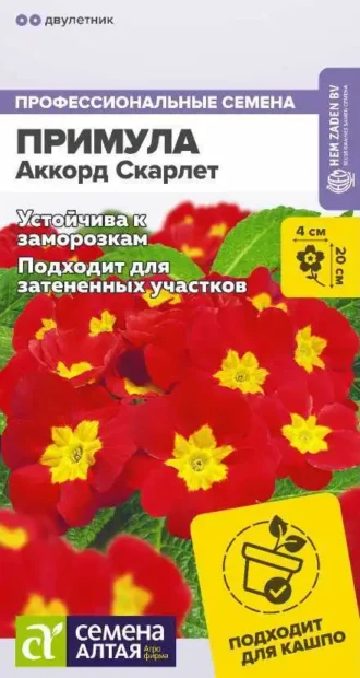 Примула Аккорд Скарлет Семена Алтая