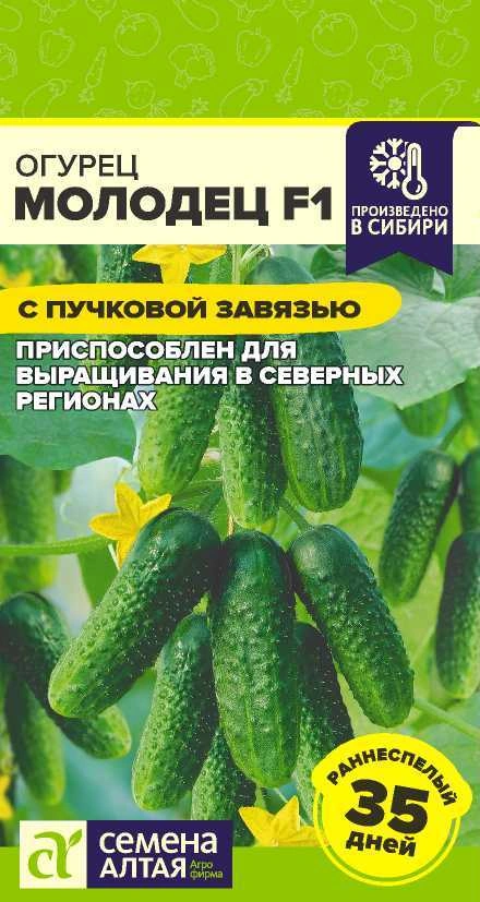 Огурец Молодец фото