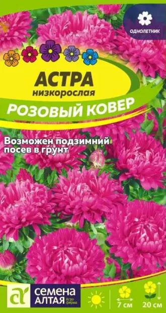 Астра Розовый Ковер Семена Алтая