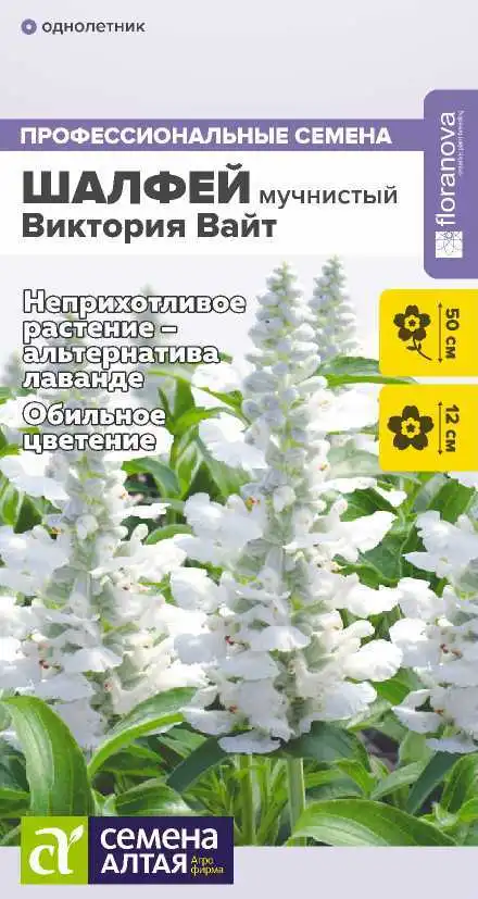 Шалфей Виктория Вайт Мучнистый фото