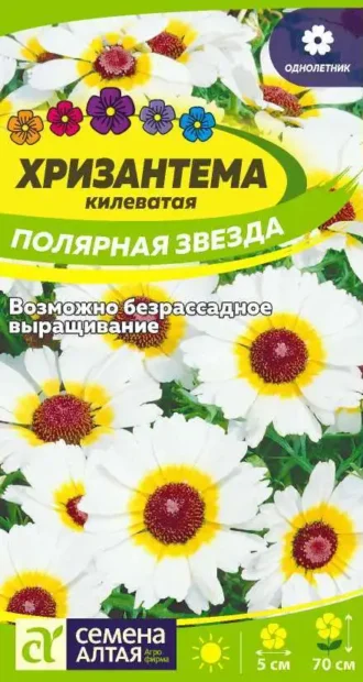 Хризантема Килеватая Полярная Звезда Семена Алтая