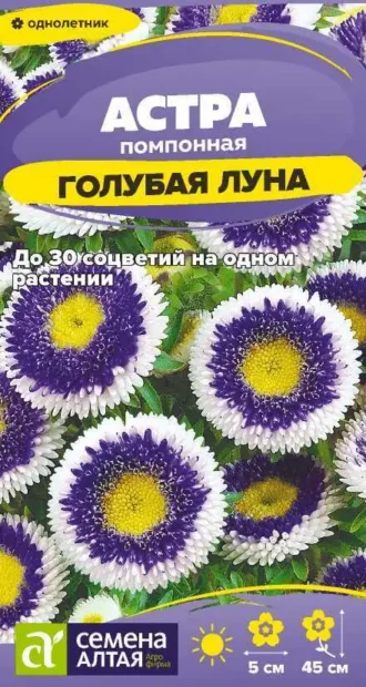 Астра Помпонная Голубая Луна фото