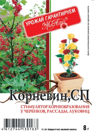 Корневин фото