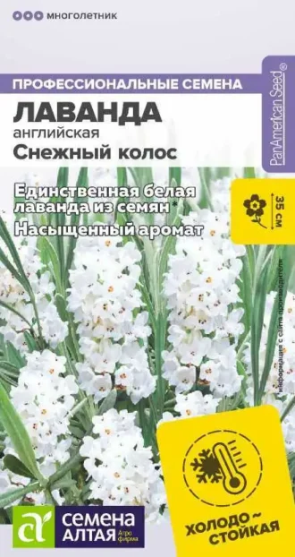 Лаванда Снежный Колос фото