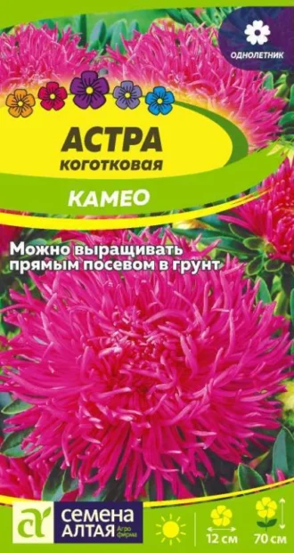 Астра Коготковая Камео фото